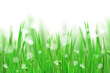 beautiful fresh grass and light reflect for backgroundの写真素材