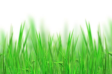fresh grass for backgroundの写真素材