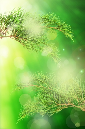 the pine branch with light reflect in morningの写真素材