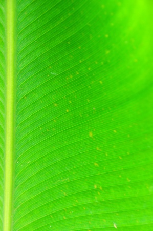 green leaf for backgroundの写真素材