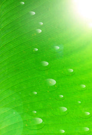 green leaf with water drops の写真素材