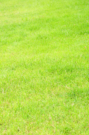 fresh grass in fieldの写真素材