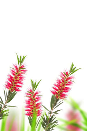 red bottle brush flower isolated on white backgroundの写真素材