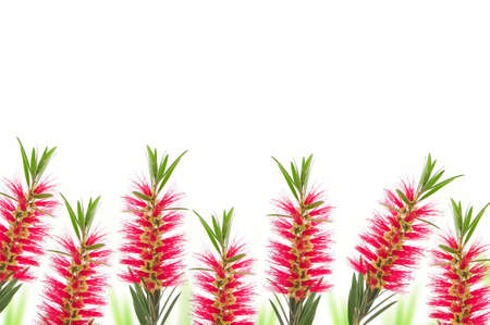 red bottle brush flower isolated on white backgroundの写真素材