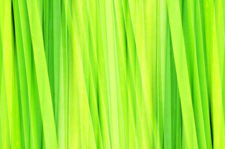 abstract green leaf for backgroundの写真素材