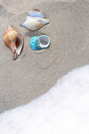 shell on the sand beside sea wavesの写真素材