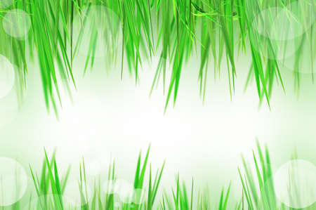 beautiful fresh grass and light reflectの写真素材