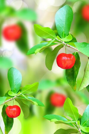 red ripe cherries on tree branch in the gardenの写真素材
