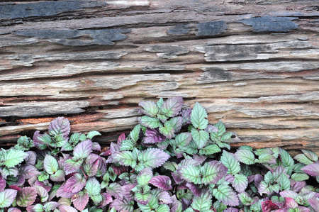 old wooden and plantの写真素材
