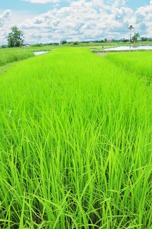 rice field and blue skyの写真素材