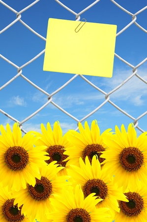 beautiful sunflower and yellow note on chain link fence see blue skyの写真素材