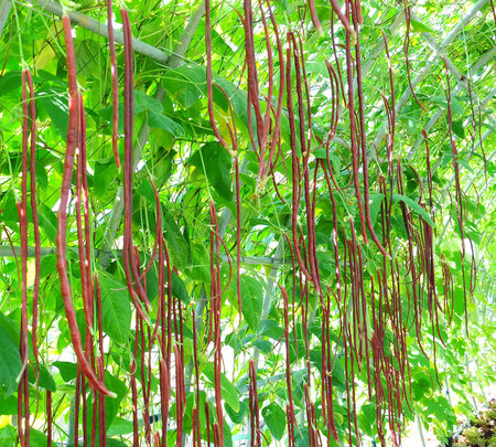 fresh organic violet kidney beans in field