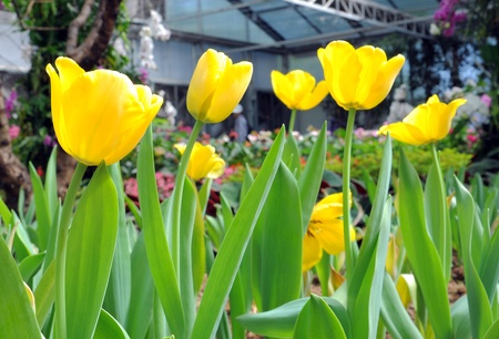 beautiful yellow tulipsの写真素材