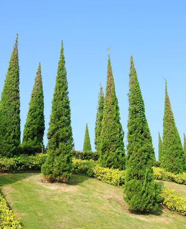 pine trees in gardenの写真素材