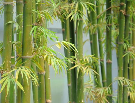 green bambooの写真素材