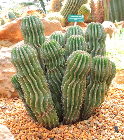 cactus plants in a greenhouseの写真素材