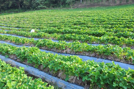 Strawberry fieldの写真素材