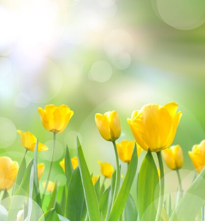 beautiful yellow tulips with light reflect in morningの写真素材