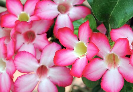 pink flora blossom in the gardenの写真素材