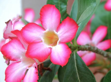 pink flora blossom in the gardenの写真素材