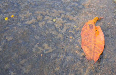 water flowing through dry leaves in the canalの写真素材