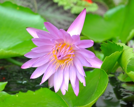 Blooming pink lotus flowerの写真素材