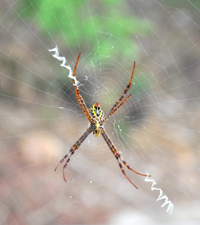 Close up of a golden orb spider on webの写真素材