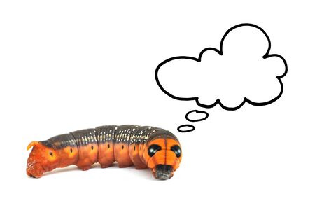 orange caterpillar thinking isolated on white background の写真素材