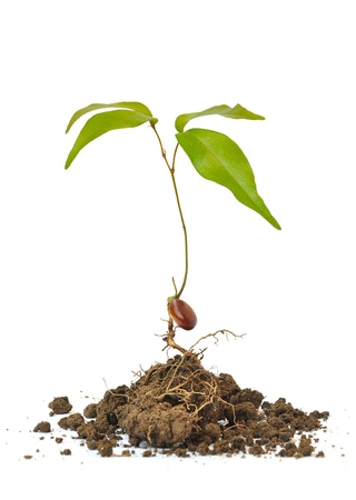 Seedlings grown from seed on white backgroundの写真素材