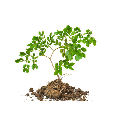 The tree and rootの写真素材