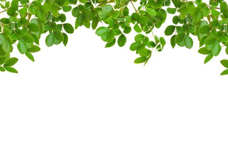 The texture of green leafの写真素材