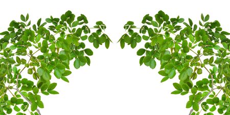 The texture of green leaf for backgroundの写真素材