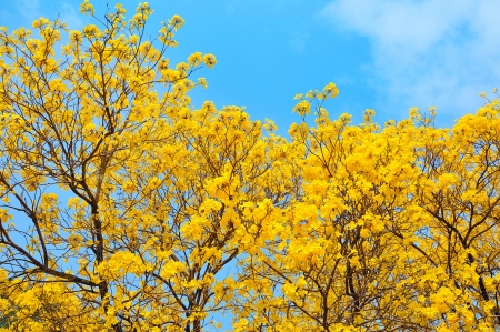 yellow flowers bloom in springの写真素材