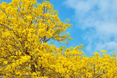 yellow flowers bloom in springの写真素材