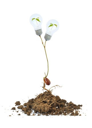 light bulb on the tree and rootの写真素材