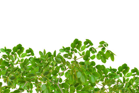 green leaf for backgroundの写真素材