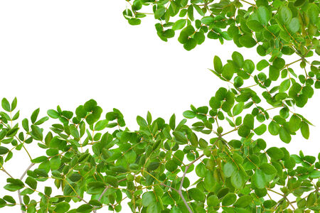 green leaf for backgroundの写真素材