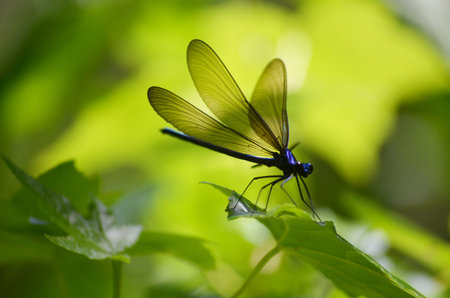 Ebony Jewelwing Damselflyの写真素材
