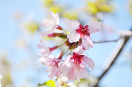 Pink Spring