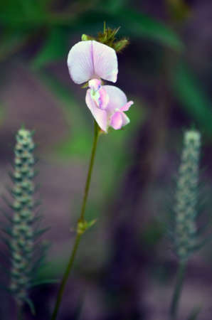 Sugarplumの写真素材