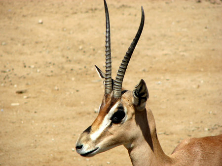 Roosevelt's gazelleの写真素材