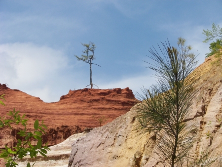 Lone Tree on a Mesaの写真素材