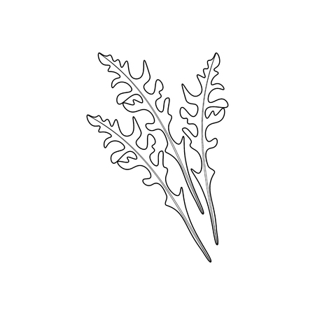 Arugula coloring pages on the white background, Vector illustrationのイラスト素材