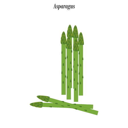 Asparagus illustration on the white background. Vector illustrationのイラスト素材