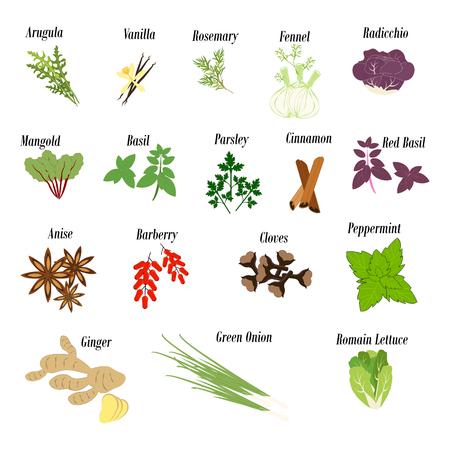 Herbs and greens and spices illustration on the white background. Vector illustration