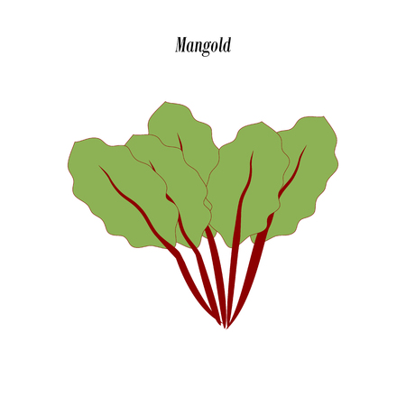 Chard salad illustration on the white background. Vector illustrationのイラスト素材