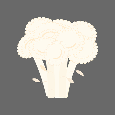 Cauliflower illustration on the gray background. Vector illustrationのイラスト素材