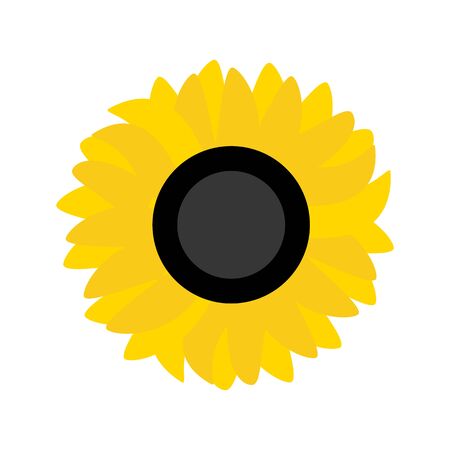 Sunflower flower illustration on the white background. Vector illustrationのイラスト素材