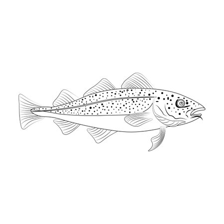 Codfish fish illustration outline on the white background. Vector illustration