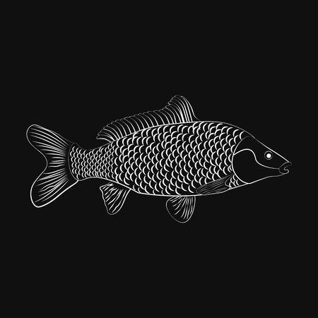 Carp fish illustration outline on the black background. Vector illustrationのイラスト素材